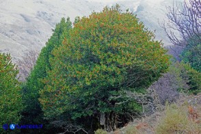 Ilex aquifolium var. chrysocarpa (Agrifoglio a frutto dorato)