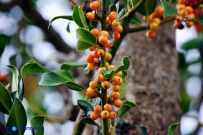 Ilex aquifolium var. chrysocarpa (Agrifoglio a frutto dorato)
