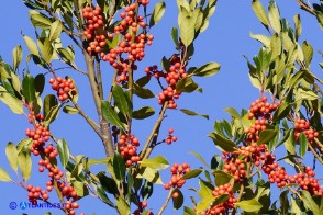 Ilex aquifolium var. chrysocarpa (Agrifoglio a frutto dorato)