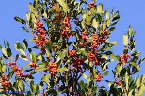 Ilex aquifolium var. chrysocarpa (Agrifoglio a frutto dorato)