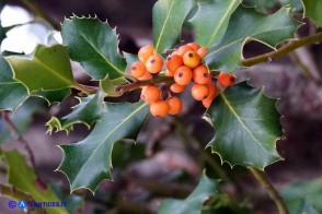 Ilex aquifolium var. chrysocarpa (Agrifoglio a frutto dorato)