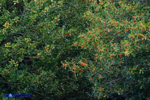 Ilex aquifolium (Agrifoglio a frutto rosso) e Ilex aquifolium var. chrysocarpa (Agrifoglio a frutto dorato)