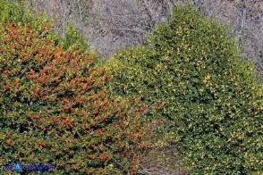Ilex aquifolium (Agrifoglio a frutto rosso) e Ilex aquifolium var. chrysocarpa (Agrifoglio a frutto dorato)