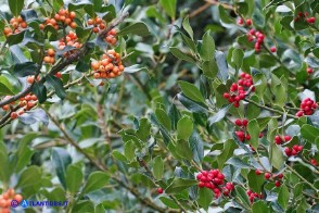 Ilex aquifolium e var. chrysocarpa (Agrifoglio a frutto rosso e a frutto dorato)