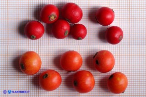 Ilex aquifolium (Agrifoglio a frutto rosso) e Ilex aquifolium var. chrysocarpa (Agrifoglio a frutto dorato)
