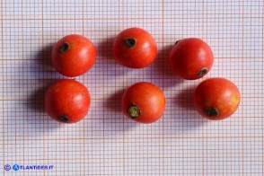 Ilex aquifolium var. chrysocarpa (Agrifoglio a frutto dorato): i frutti