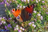 Inachis io (Vanessa occhio di pavone)