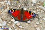 Inachis io (Vanessa occhio di pavone)