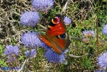 Inachis io (Vanessa occhio di pavone)