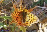 Issoria lathonia (Piccola madreperla)