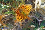 Issoria lathonia (Piccola madreperla)