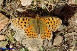 Issoria lathonia (Piccola madreperla)