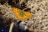 Issoria lathonia (Piccola madreperla)
