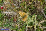 Issoria lathonia (Piccola madreperla)