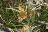 Issoria lathonia (Piccola madreperla)