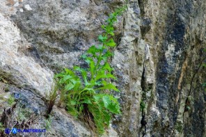 Lactuca longidentata (Lattuga del Montalbo)