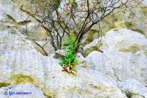 Lactuca longidentata (Lattuga del Montalbo)