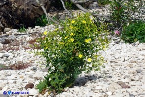 Lactuca longidentata (Lattuga del Montalbo)