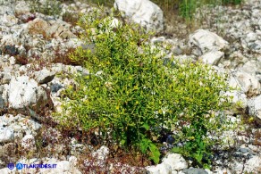 Lactuca longidentata (Lattuga del Montalbo)