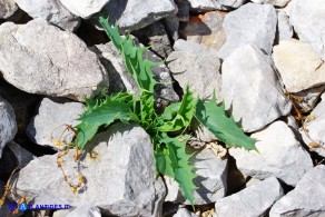 Lactuca longidentata (Lattuga del Montalbo)