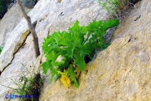 Lactuca longidentata (Lattuga del Montalbo)