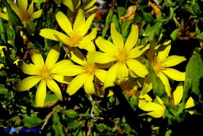 Lactuca longidentata (Lattuga del Montalbo)