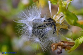 Lactuca longidentata (Lattuga del Montalbo): gli acheni con il pappo (cipsele)