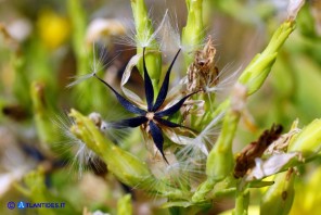 Lactuca longidentata (Lattuga del Montalbo): gli acheni con il pappo (cipsele)