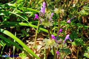 Lamium amplexicaule (Falsa-ortica amplessicaule)
