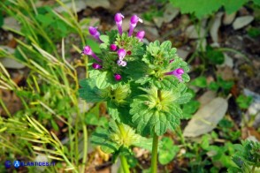 Lamium amplexicaule (Falsa-ortica amplessicaule)