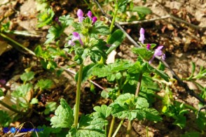 Lamium amplexicaule (Falsa-ortica amplessicaule)