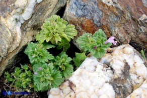 Lamium amplexicaule (Falsa-ortica amplessicaule)