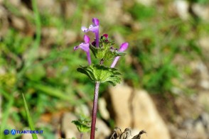 Lamium amplexicaule (Falsa-ortica amplessicaule)