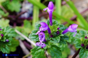 Lamium amplexicaule (Falsa-ortica amplessicaule)