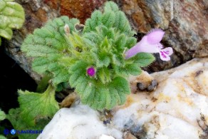 Lamium amplexicaule (Falsa-ortica amplessicaule)