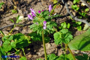 Lamium amplexicaule (Falsa-ortica amplessicaule)
