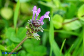 Lamium amplexicaule (Falsa-ortica amplessicaule)
