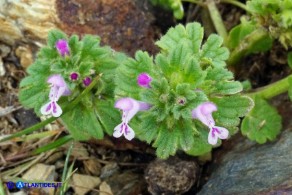 Lamium amplexicaule (Falsa-ortica amplessicaule)