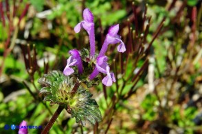Lamium amplexicaule (Falsa-ortica amplessicaule)