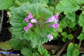 Lamium amplexicaule (Falsa-ortica amplessicaule)