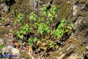 Lamium bifidum subsp. bifidum (Falsa-ortica bifida)