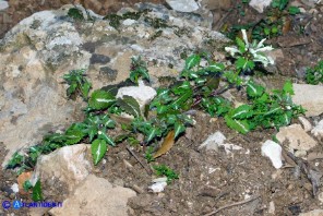 Lamium bifidum subsp. bifidum (Falsa-ortica bifida)