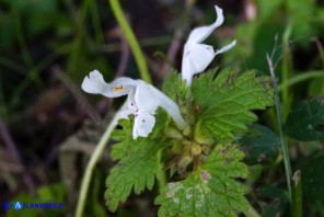Lamium bifidum subsp. bifidum (Falsa-ortica bifida)
