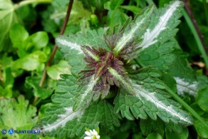 Lamium bifidum subsp. bifidum (Falsa-ortica bifida)