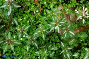 Lamium bifidum subsp. bifidum (Falsa-ortica bifida)