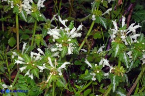 Lamium bifidum subsp. bifidum (Falsa-ortica bifida)