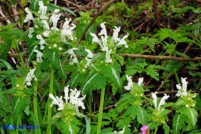 Lamium bifidum subsp. bifidum (Falsa-ortica bifida)