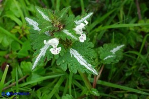 Lamium bifidum subsp. bifidum (Falsa-ortica bifida)