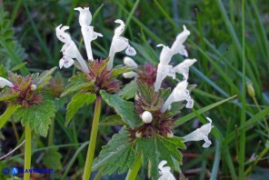 Lamium bifidum subsp. bifidum (Falsa-ortica bifida)