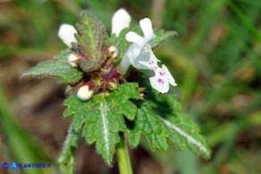 Lamium bifidum subsp. bifidum (Falsa-ortica bifida)